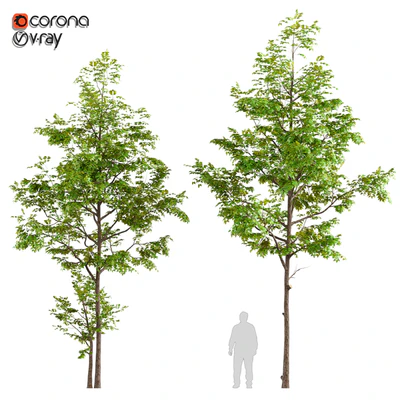 Two ash tree — Ver 1