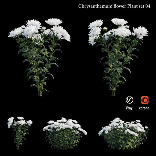 Chrysanthemum flower plant set 04 — Descargar