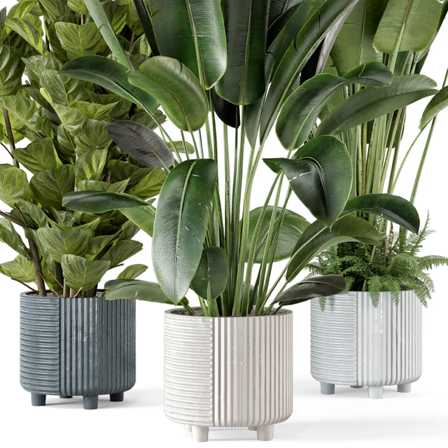 Indoor Planters in Cecilia Ficonstone Pot - Set 409 — Скачать