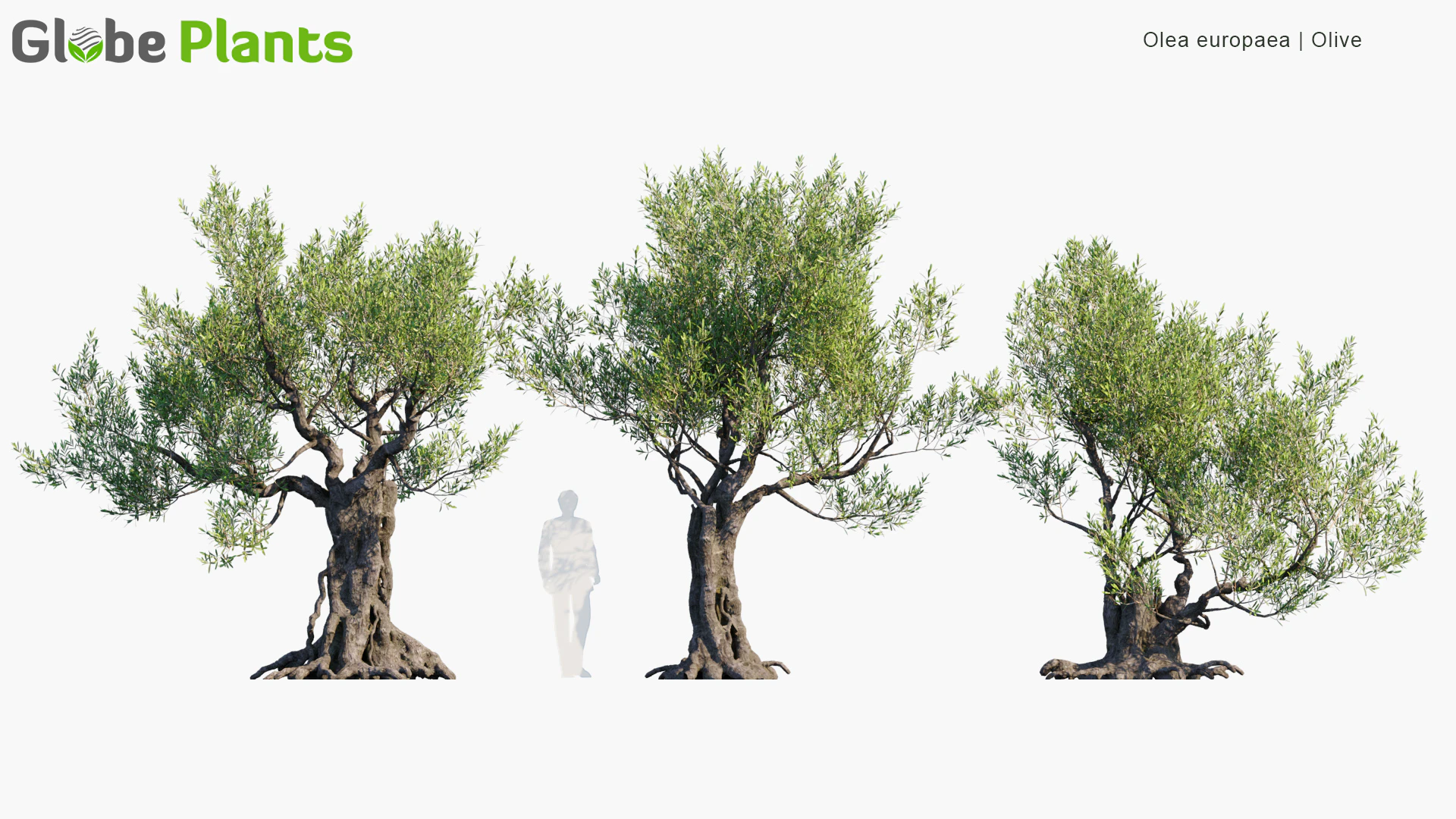 olea europaea — Скачать