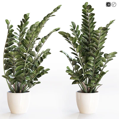 Angular flowerpot Zamiokulkas in a white vase — Ver 1