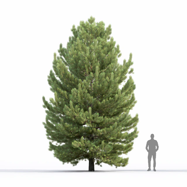 Pine — Descargar