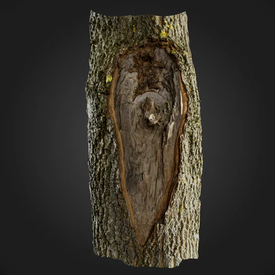 trees and barks 056 — Скачать