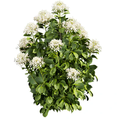 Collection plant vol 570 — Вид 4