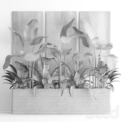 The collection of plants in pots 16. green painting, calathea lutea, asplenium, bushes, pot, flowerpot, concrete — Ver 3