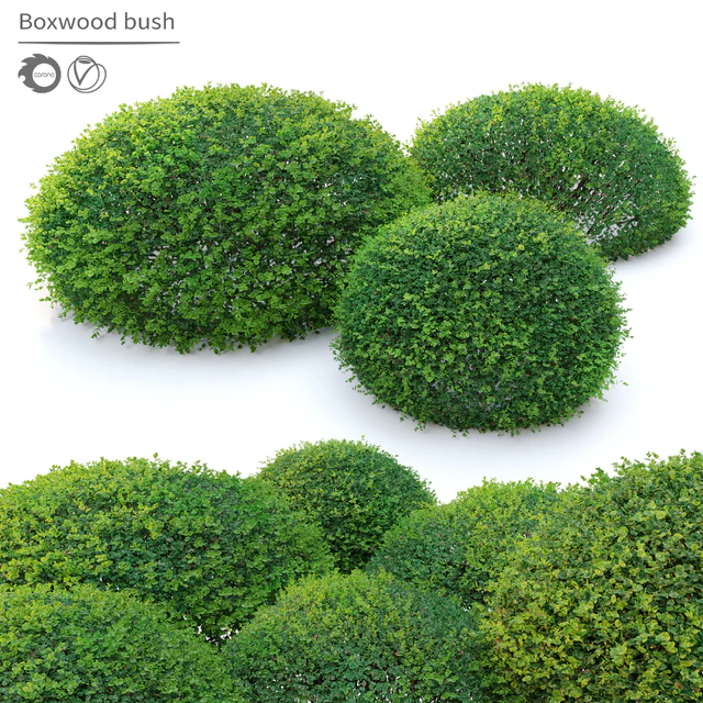 Boxwood 02 — Download