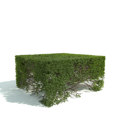 hedges 024 — Скачать