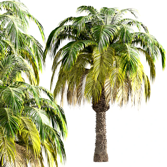 Set of Pygmy Date Palm Trees (Phoenix Roebelenii) (2 Trees) — Descargar