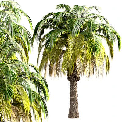 Set of Pygmy Date Palm Trees (Phoenix Roebelenii) (2 Trees) — Ver 2