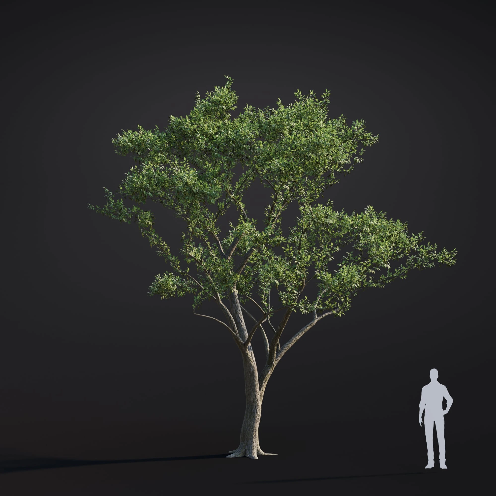 024 japanese alder — Скачать