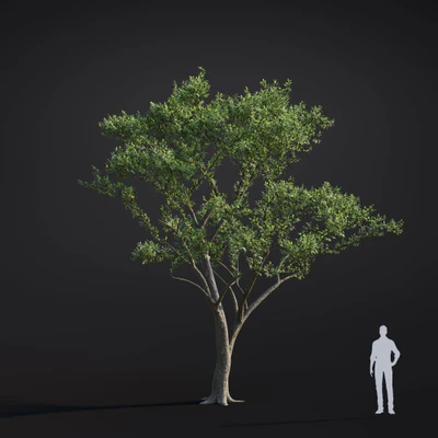 024 japanese alder — Скачать