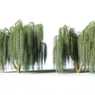 Willow — Ver 3
