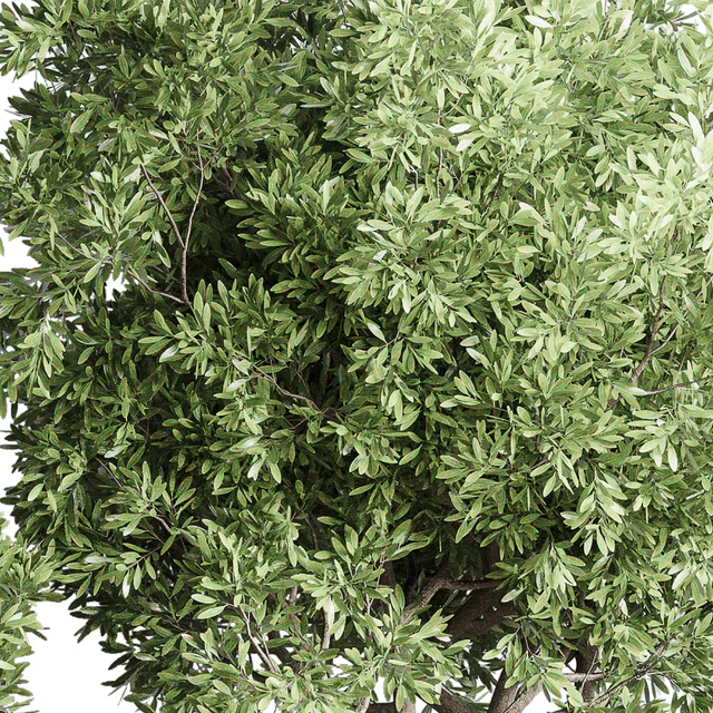 Collection Indoor Outdoor plant 118 vase concrete pot tree corona — Скачать