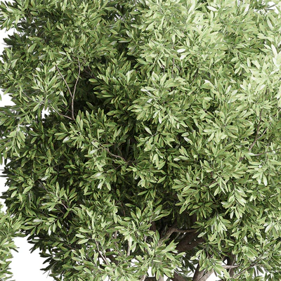 Collection Indoor Outdoor plant 118 vase concrete pot tree corona — Вид 4