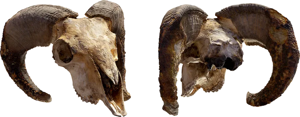 ram skull 001 — Descargar
