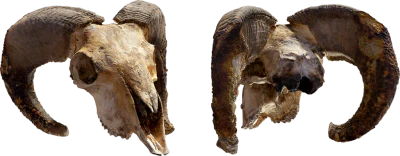 ram skull 001 — Descargar