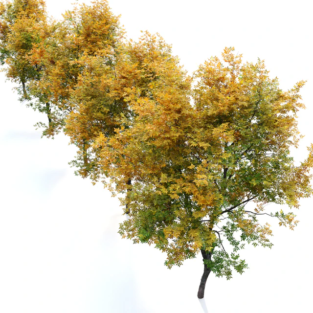 Fraxinus excelsior 02 — Descargar