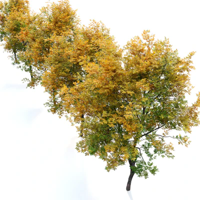 Fraxinus excelsior 02 — Ver 3