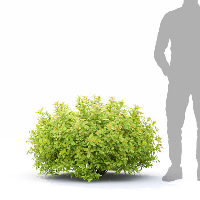 Spiraea Golden Princess — Скачать