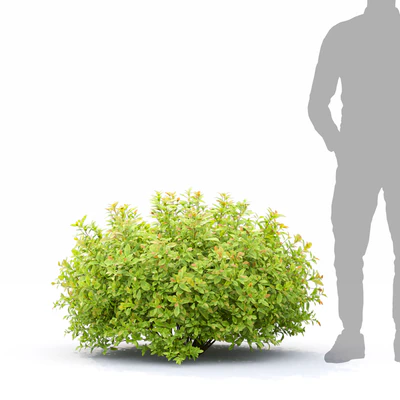Spiraea Golden Princess — Вид 3