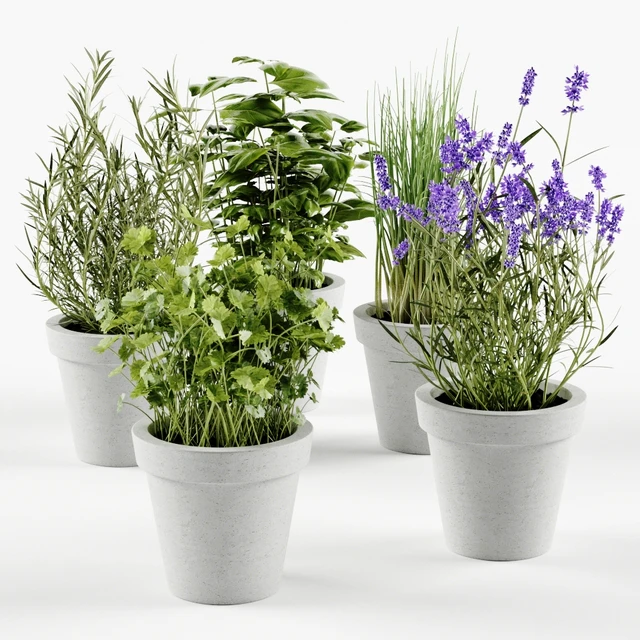 Herbs in concrete pots — Descargar