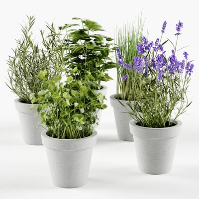 Herbs in concrete pots — Ver 1