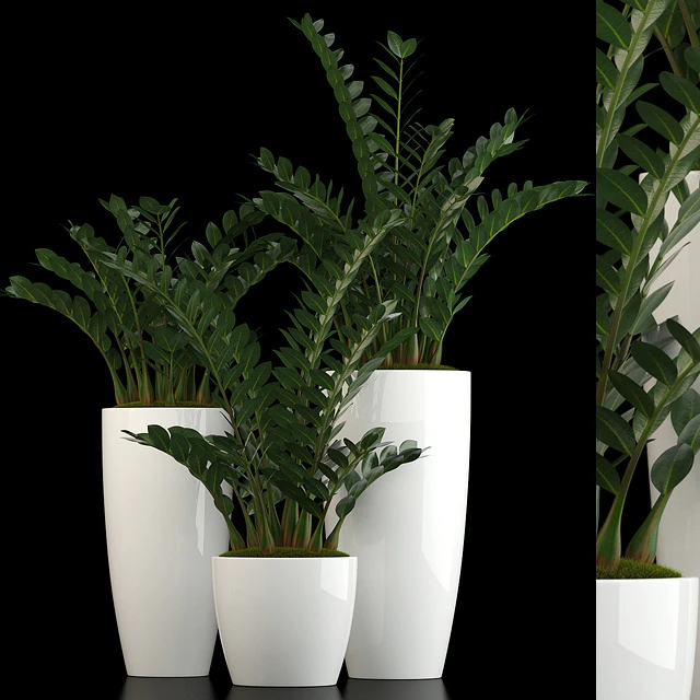 Plants collection 56 — Скачать