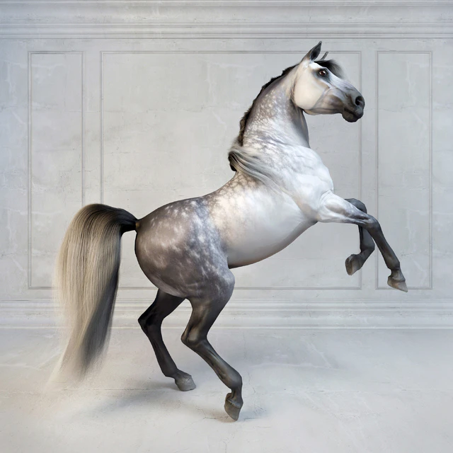 Andalusian Stallion. Испанский конь. — Скачать