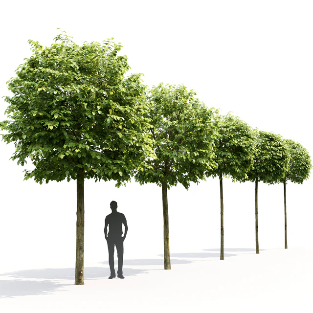 Tilia Green Globe — Скачать