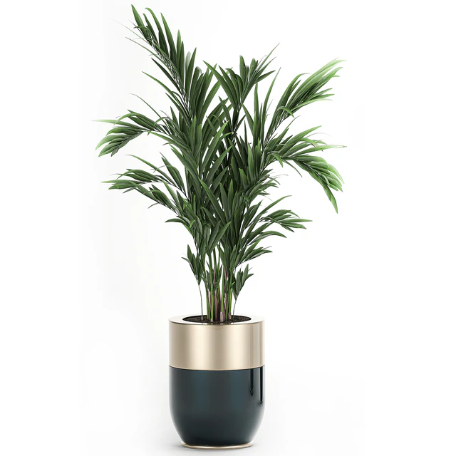 Collection of plants in beautiful Godwin Longhi pots with Palm, Cactus, Calathea lutea, Hovea, Prickly pear . Set 704. — Descargar