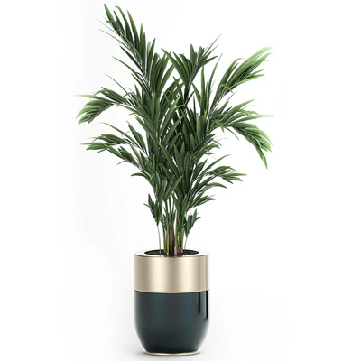 Collection of plants in beautiful Godwin Longhi pots with Palm, Cactus, Calathea lutea, Hovea, Prickly pear . Set 704. — Ver 2