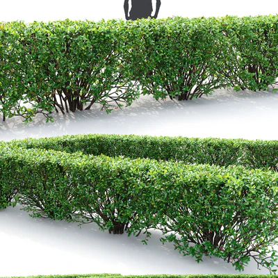 Cotoneaster shiny hedge # 4 — Ver 2