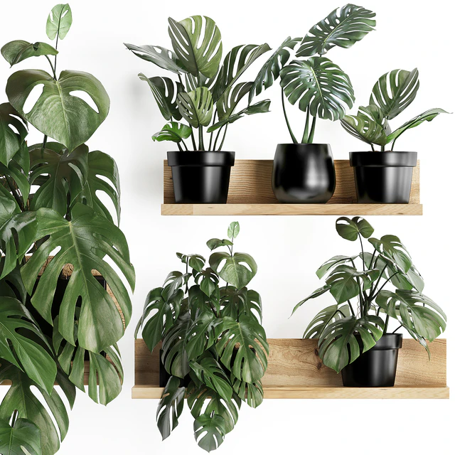Plant Collection 403. Shelf with flowers, Monstera, shelf with plants, black pot, indoor plants, eco design — Descargar