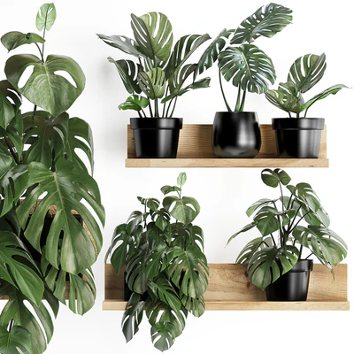 Plant Collection 403. Shelf with flowers, Monstera, shelf with plants, black pot, indoor plants, eco design — Ver 1