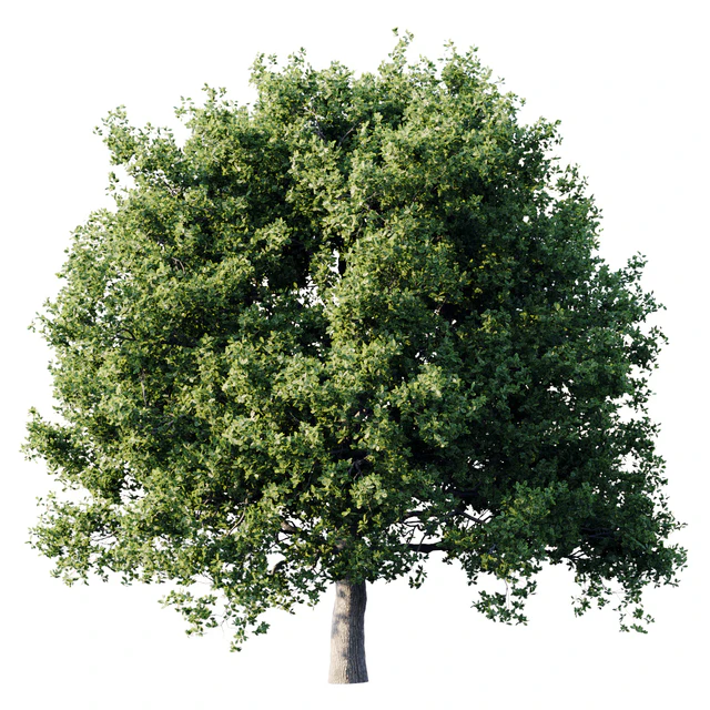 Oak 26m — Descargar