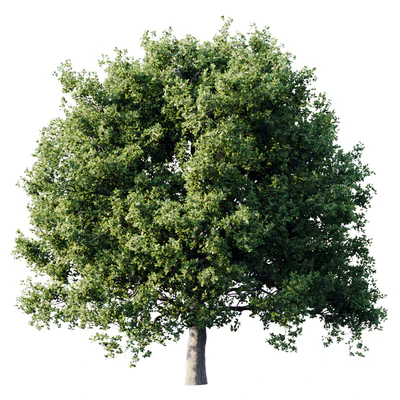 Oak 26m — Ver 1