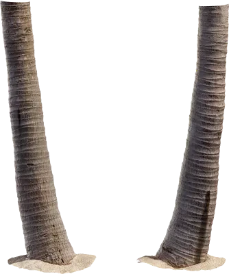 palm tree trunk 004 — Скачать
