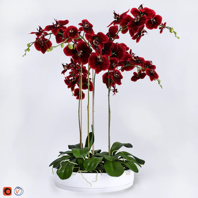 Orchid 4 — Descargar
