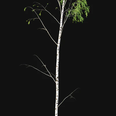Birch forest part 1 — Вид 2