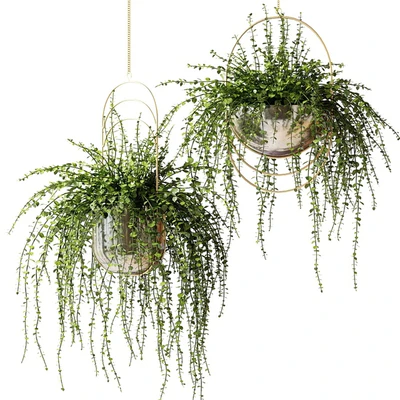 Ampel plants in shiny designer pots — Ver 1
