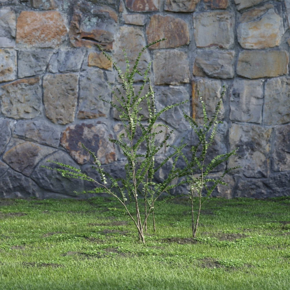 plants and bushes 020 — Скачать