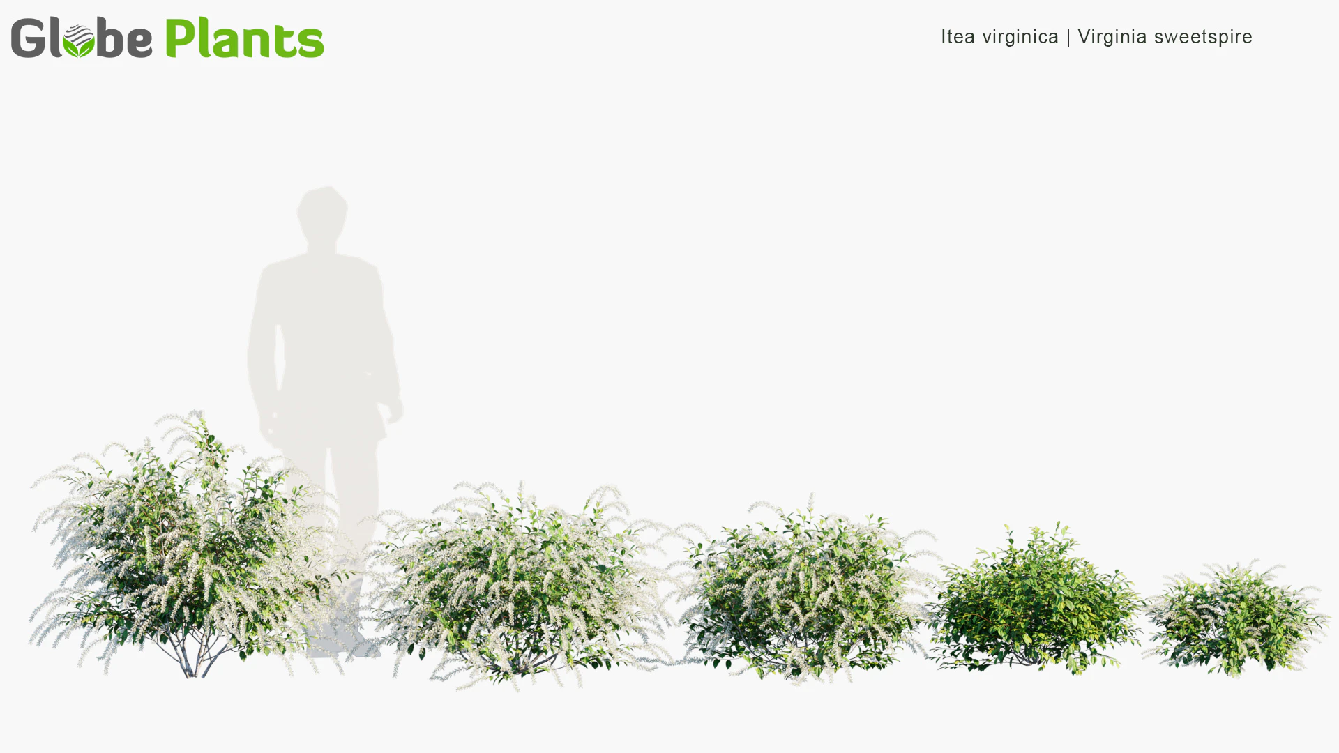 itea virginica — Скачать