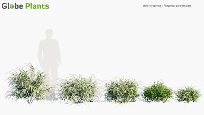 itea virginica — скачать