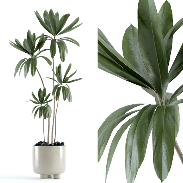 indoor plant 145 — Descargar