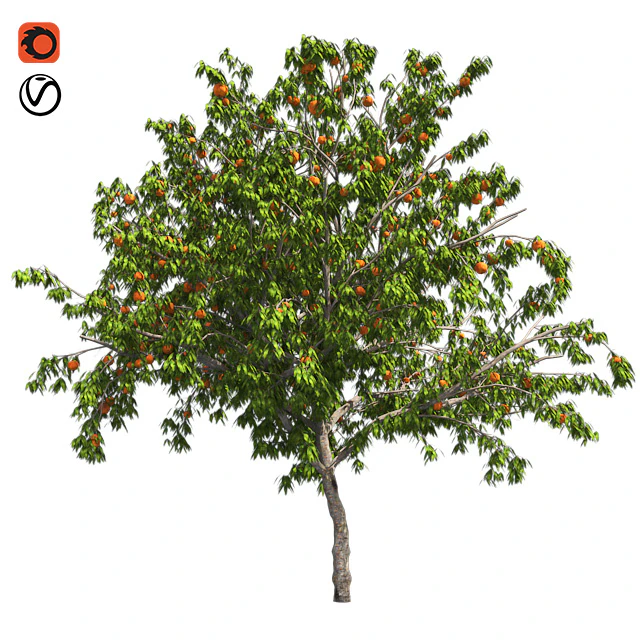 Peach tree with fruit — Descargar