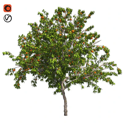 Peach tree with fruit — Ver 1