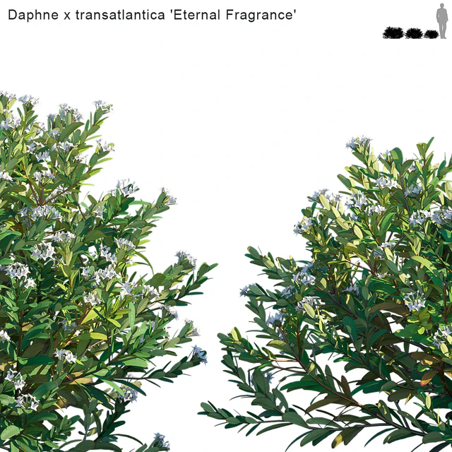Daphne x transatlantica | Eternal Fragrance — Descargar