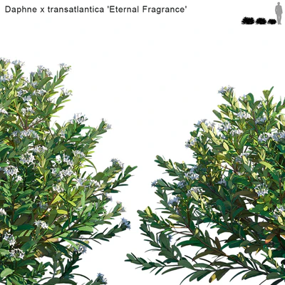 Daphne x transatlantica | Eternal Fragrance — Ver 3