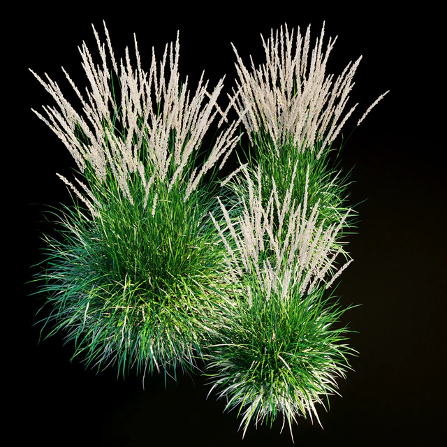 Feather reed grass — Descargar