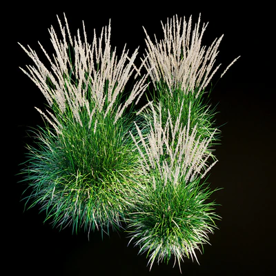 Feather reed grass — Ver 2